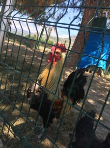 Photo 30.06.2018 12 43 38